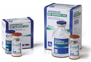HIPRABOVIS IBR MARKER LIVE liofilizatas ir skiediklis injekcinei suspensijai ruošti galvijams